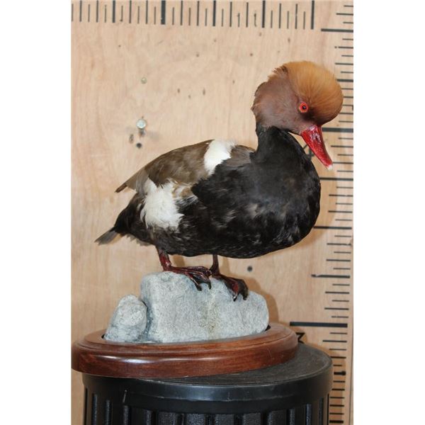 Male RED-CRESTED POCHARD DUCK on a Decorative Rock and Wood Display