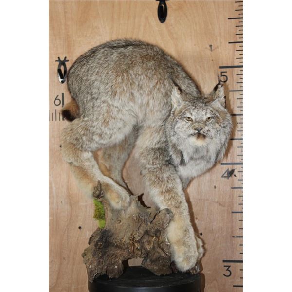 Life-sized ALASKAN LYNX on a Natural Wood Base