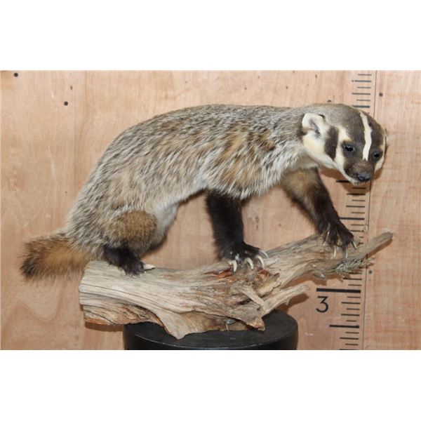 Life-sized North American BADGER on a Driftwood Base
