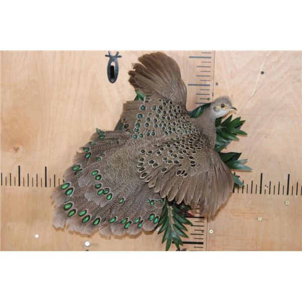 Flying PEACOCK PHEASANT on a Decorative Plant Wall Hanging Base