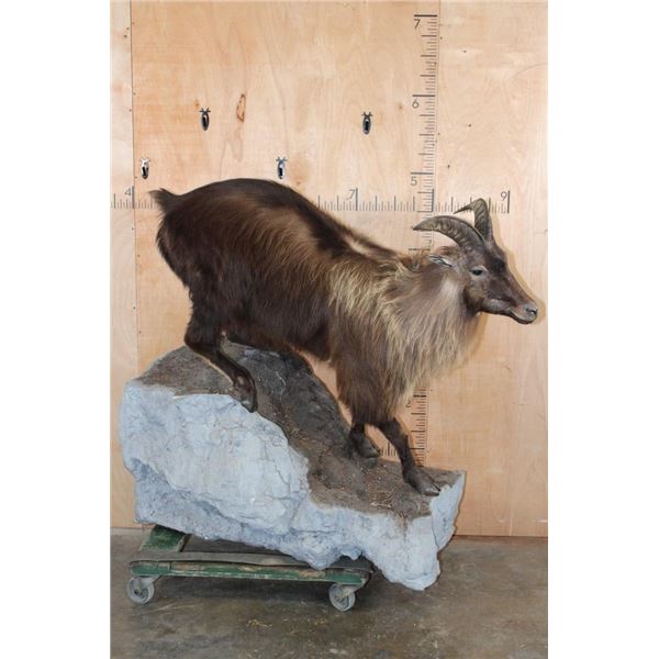 Life-sized HIMALAYAN TAHR on a Rock Wall Hanging Base