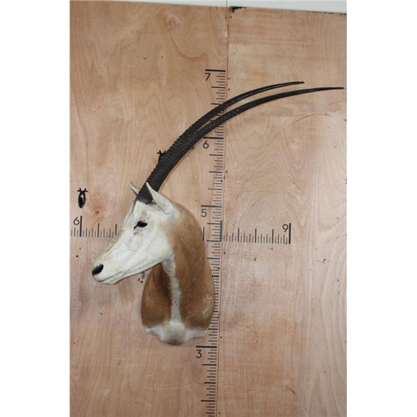 *TEXAS RESIDENTS ONLY* SCIMITAR HORNED ORYX Shoulder Mount