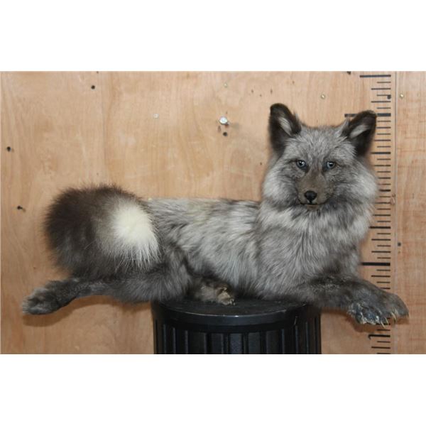 Life-sized Freestanding or Laying BLUE PEARL CROSS FOX
