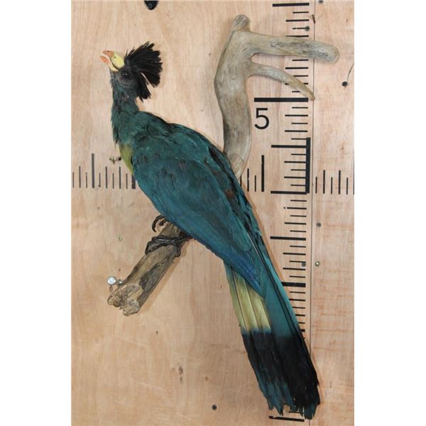 GREAT BLUE TURACO Exotic Bird on a Branch