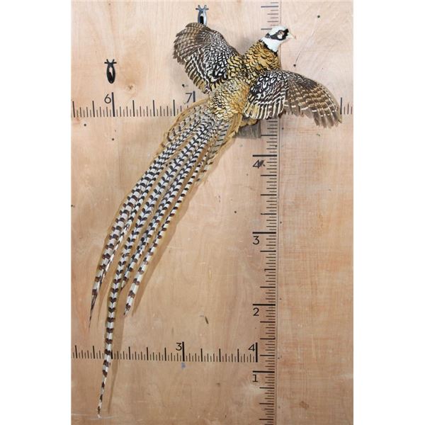 Flying REEVE'S PHEASANT on a Wood Wall Hanging Base