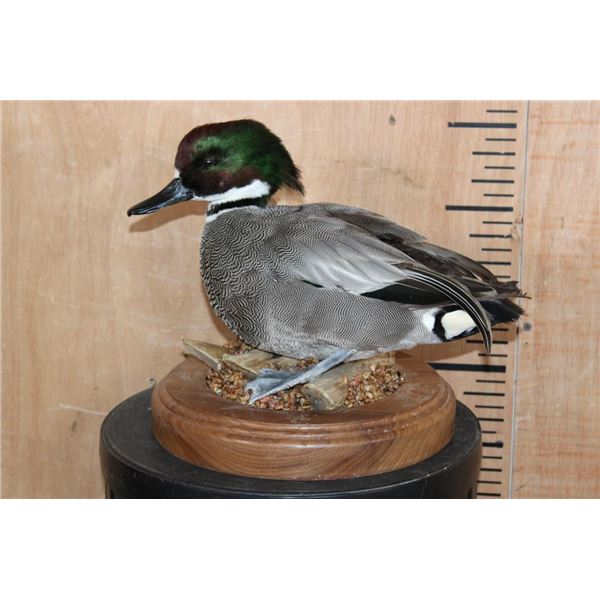 FALCATED TEAL DUCK on a Decorative Wood Base