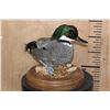Image 2 : FALCATED TEAL DUCK on a Decorative Wood Base
