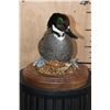 Image 3 : FALCATED TEAL DUCK on a Decorative Wood Base
