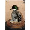 Image 5 : FALCATED TEAL DUCK on a Decorative Wood Base
