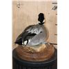 Image 6 : FALCATED TEAL DUCK on a Decorative Wood Base
