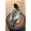Image 7 : FALCATED TEAL DUCK on a Decorative Wood Base