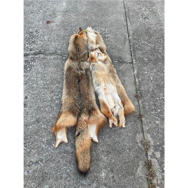 (2) *New* Soft and Tanned XL COYOTE HIDES or COYOTE SKINS