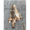 Image 1 : (2) *New* Soft and Tanned XL COYOTE HIDES or COYOTE SKINS