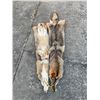 Image 2 : (2) *New* Soft and Tanned XL COYOTE HIDES or COYOTE SKINS