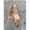 Image 3 : (2) *New* Soft and Tanned XL COYOTE HIDES or COYOTE SKINS