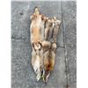 Image 4 : (2) *New* Soft and Tanned XL COYOTE HIDES or COYOTE SKINS
