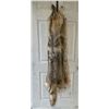 Image 5 : (2) *New* Soft and Tanned XL COYOTE HIDES or COYOTE SKINS
