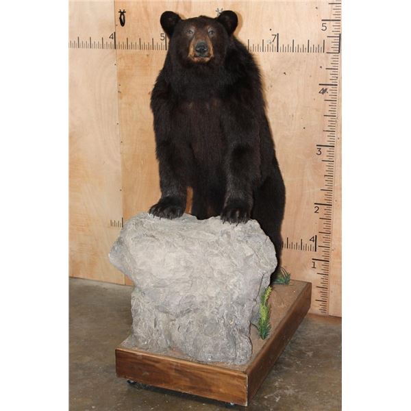Life-sized BLACK BEAR with All its Claws on a Wood Base with Wheels