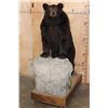 Image 1 : Life-sized BLACK BEAR with All its Claws on a Wood Base with Wheels