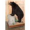 Image 2 : Life-sized BLACK BEAR with All its Claws on a Wood Base with Wheels