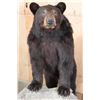 Image 3 : Life-sized BLACK BEAR with All its Claws on a Wood Base with Wheels