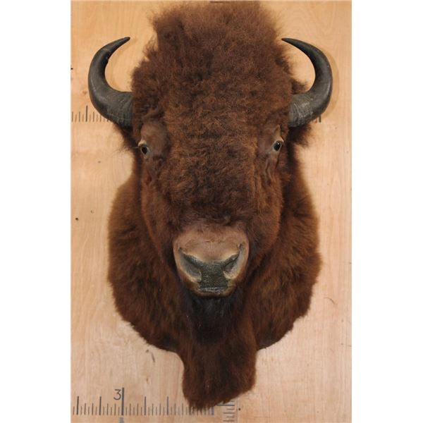 XL BUFFALO or BISON Shoulder Mount