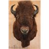 Image 1 : XL BUFFALO or BISON Shoulder Mount