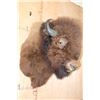 Image 2 : XL BUFFALO or BISON Shoulder Mount