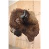 Image 3 : XL BUFFALO or BISON Shoulder Mount