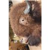 Image 4 : XL BUFFALO or BISON Shoulder Mount