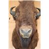 Image 5 : XL BUFFALO or BISON Shoulder Mount
