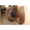Image 7 : XL BUFFALO or BISON Shoulder Mount