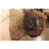 Image 8 : XL BUFFALO or BISON Shoulder Mount