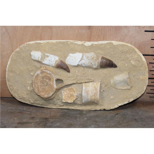 2 XXL Fully Rooted MOSASAUR Teeth Fossils with Vertebrae Bones in a Fossil Matrix