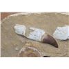 Image 3 : 2 XXL Fully Rooted MOSASAUR Teeth Fossils with Vertebrae Bones in a Fossil Matrix