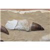 Image 4 : 2 XXL Fully Rooted MOSASAUR Teeth Fossils with Vertebrae Bones in a Fossil Matrix