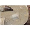 Image 6 : 2 XXL Fully Rooted MOSASAUR Teeth Fossils with Vertebrae Bones in a Fossil Matrix