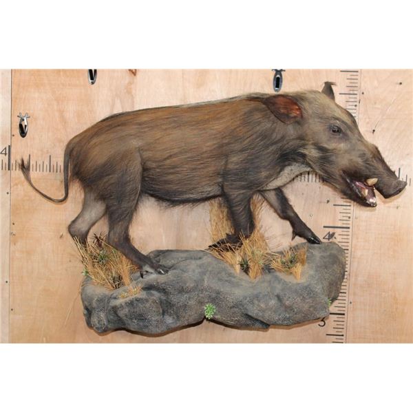 Life-sized BUSHPIG on a Rocky Wall Hanging Base