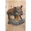 Image 2 : Life-sized BUSHPIG on a Rocky Wall Hanging Base