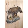 Image 3 : Life-sized BUSHPIG on a Rocky Wall Hanging Base