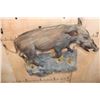 Image 4 : Life-sized BUSHPIG on a Rocky Wall Hanging Base