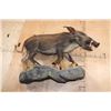 Image 5 : Life-sized BUSHPIG on a Rocky Wall Hanging Base