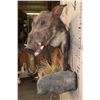 Image 7 : Life-sized BUSHPIG on a Rocky Wall Hanging Base