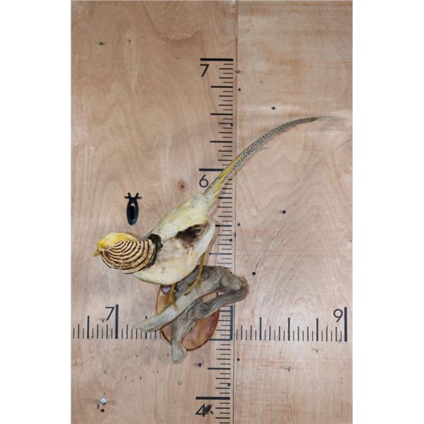 YELLOW GOLDEN PHEASANT on a Natural Wood Perch and Plaque