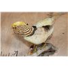 Image 6 : YELLOW GOLDEN PHEASANT on a Natural Wood Perch and Plaque