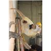 Image 7 : YELLOW GOLDEN PHEASANT on a Natural Wood Perch and Plaque