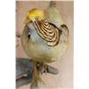 Image 8 : YELLOW GOLDEN PHEASANT on a Natural Wood Perch and Plaque