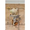 Image 9 : YELLOW GOLDEN PHEASANT on a Natural Wood Perch and Plaque