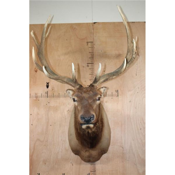 XXL 17-Point ELK Shoulder Mount