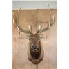 Image 1 : XXL 17-Point ELK Shoulder Mount
